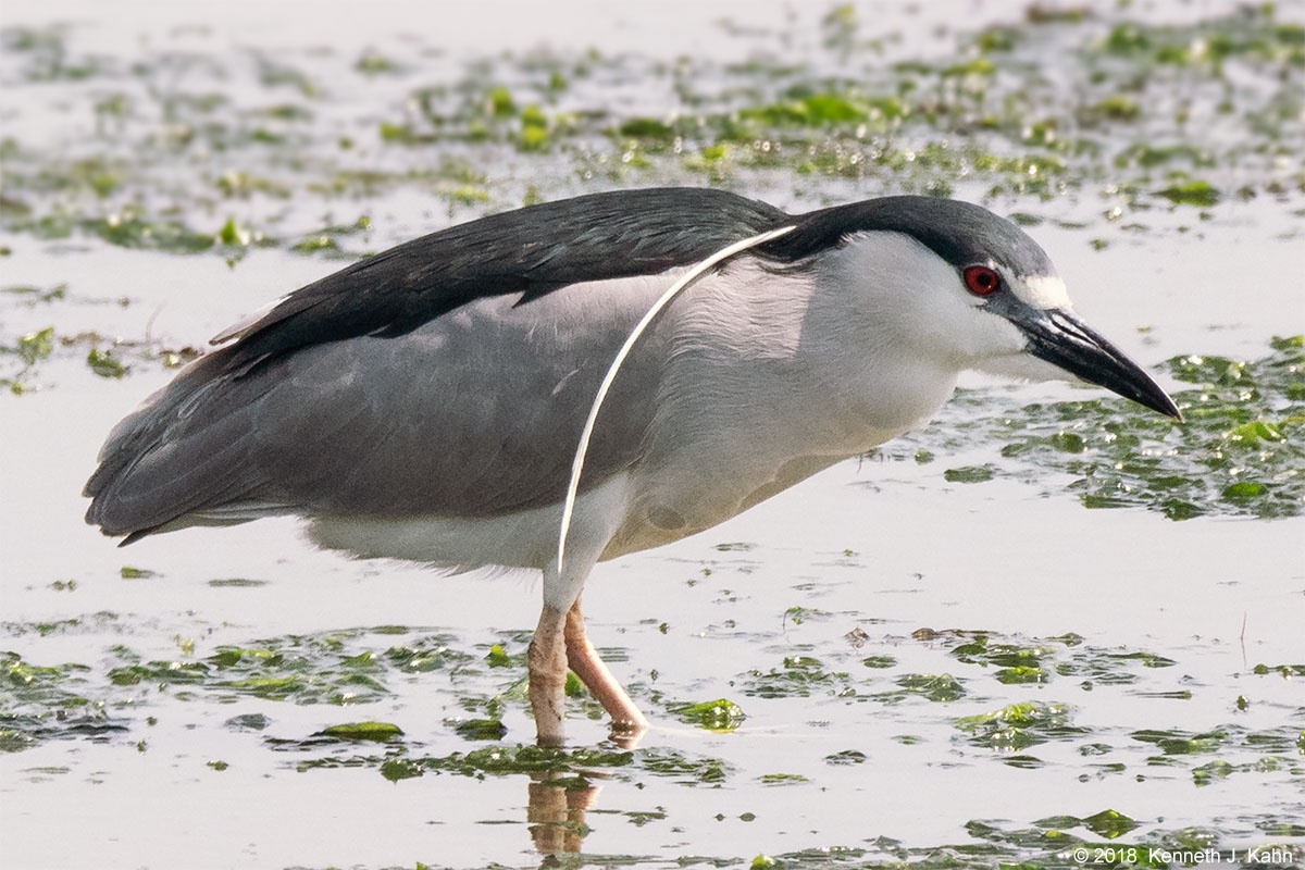bc_night_heron-8.jpg