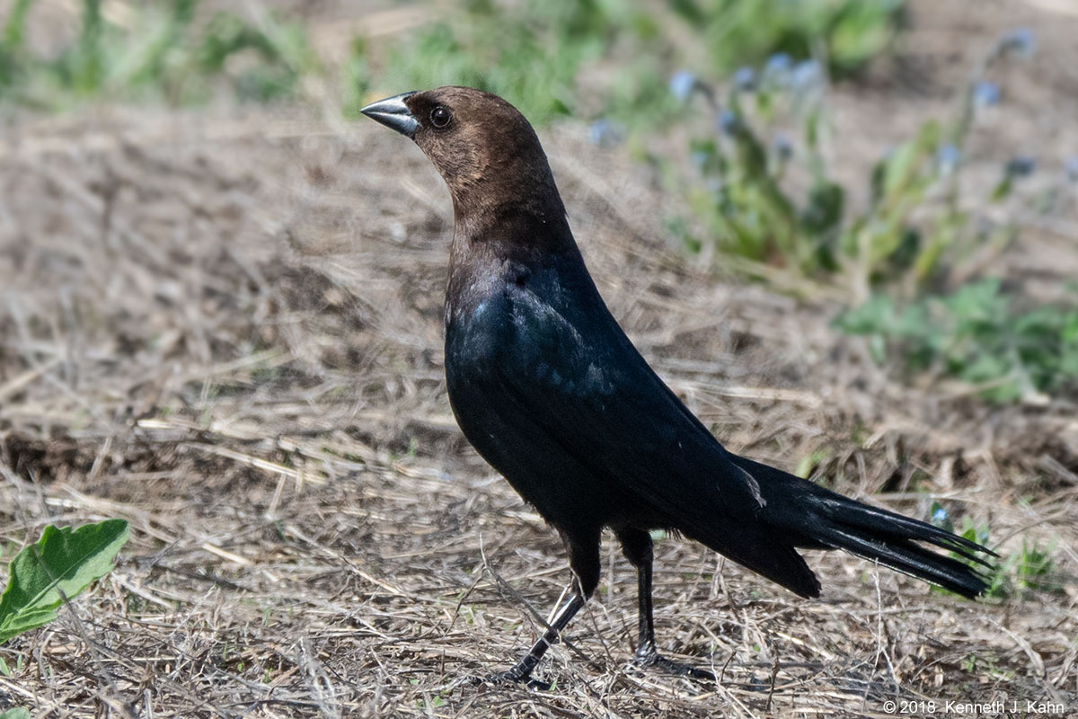 bh_cowbird-5.jpg