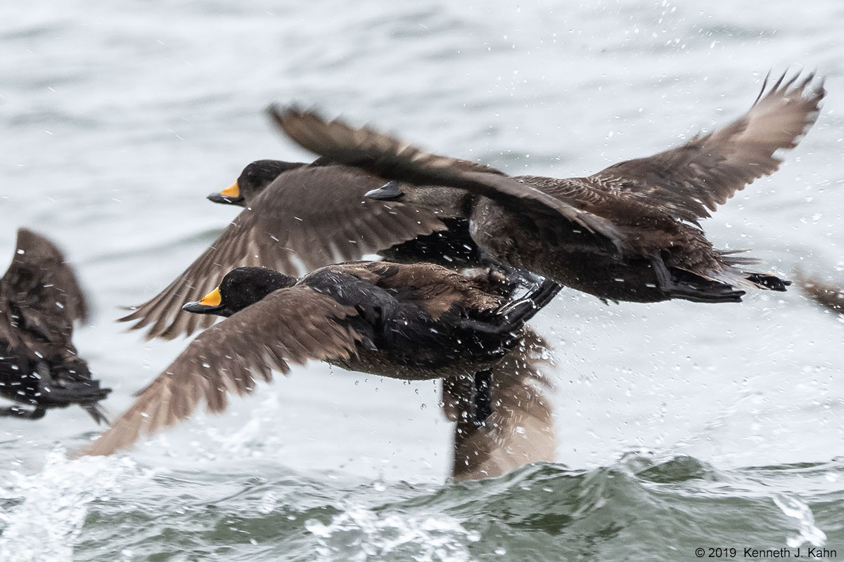 black_scoter-11.jpg