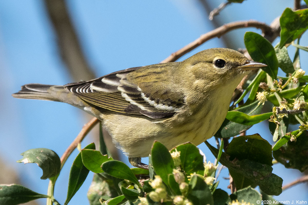 blackpoll_warbler-03.jpg