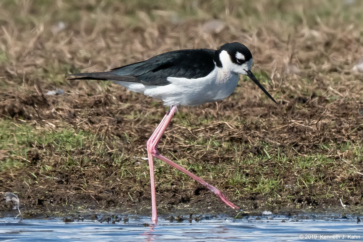 bn_stilt-01b.jpg
