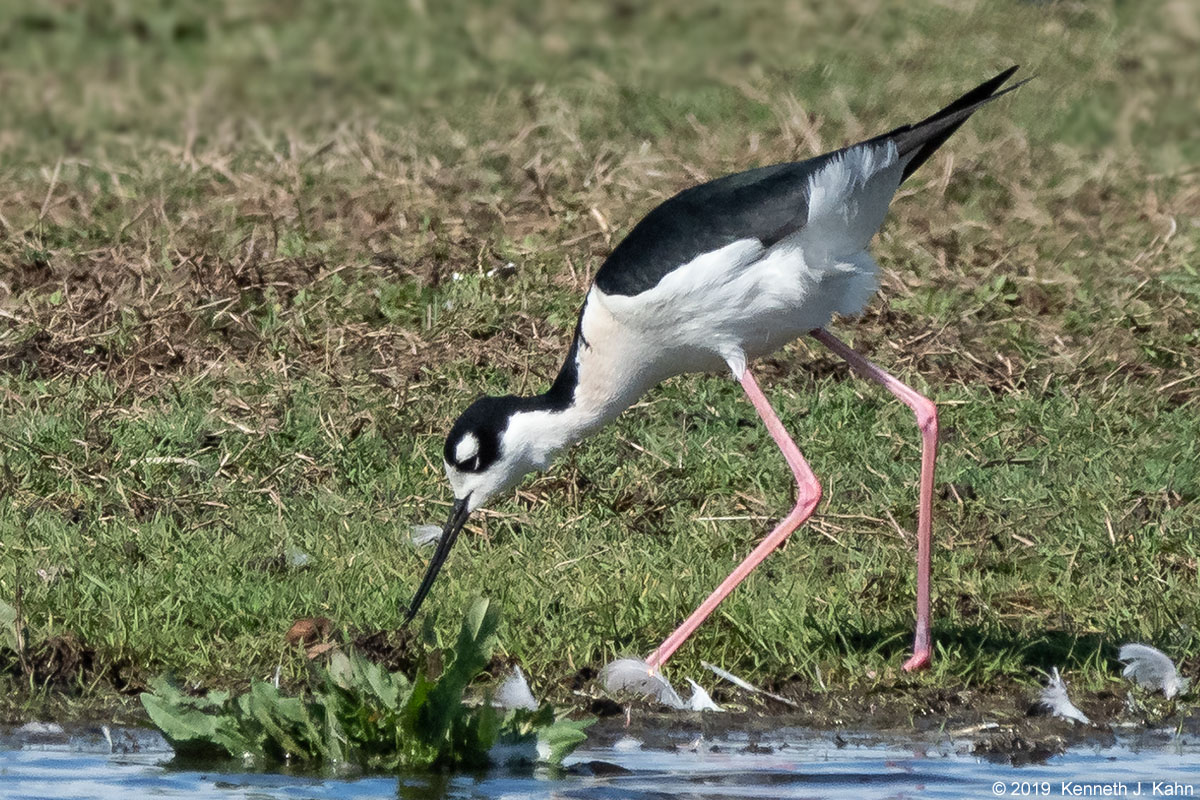 bn_stilt-02.jpg