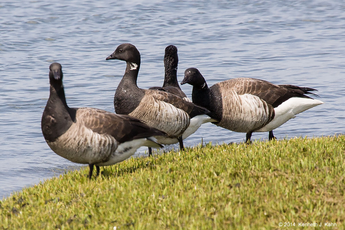 brant-2.jpg
