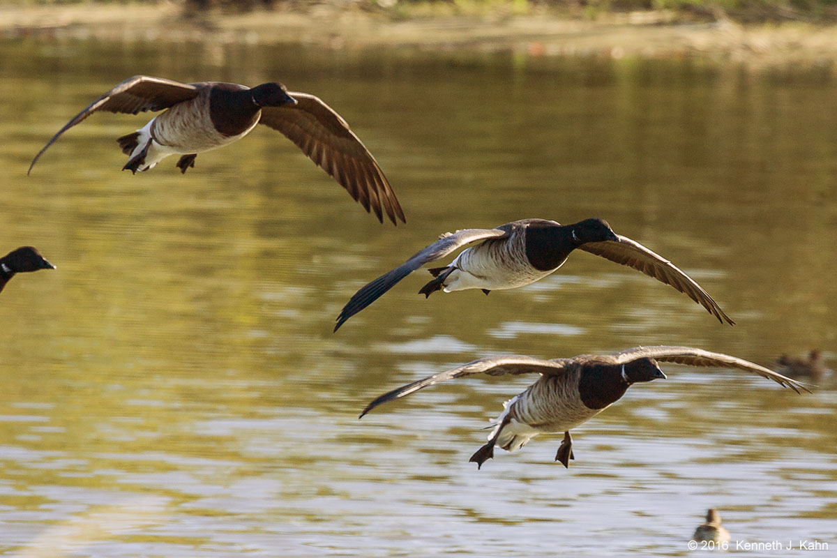 brant-3.jpg