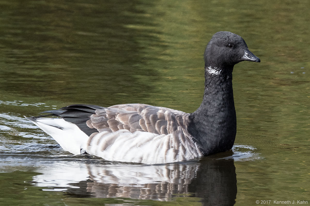 brant-4.jpg