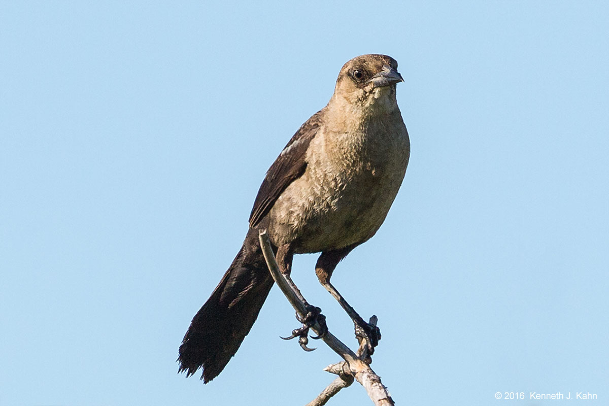 bt_grackle-1.jpg