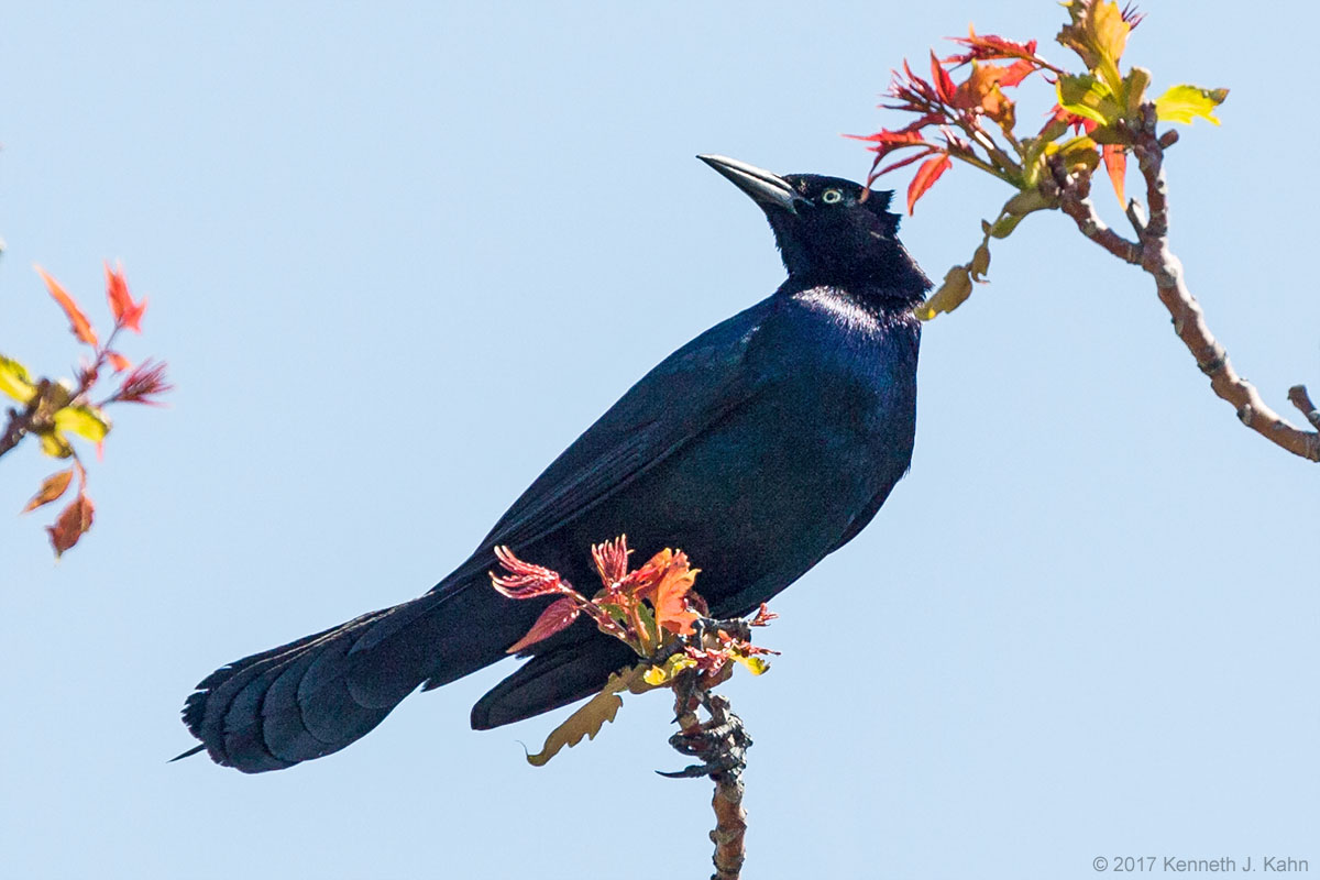 bt_grackle-4b.jpg