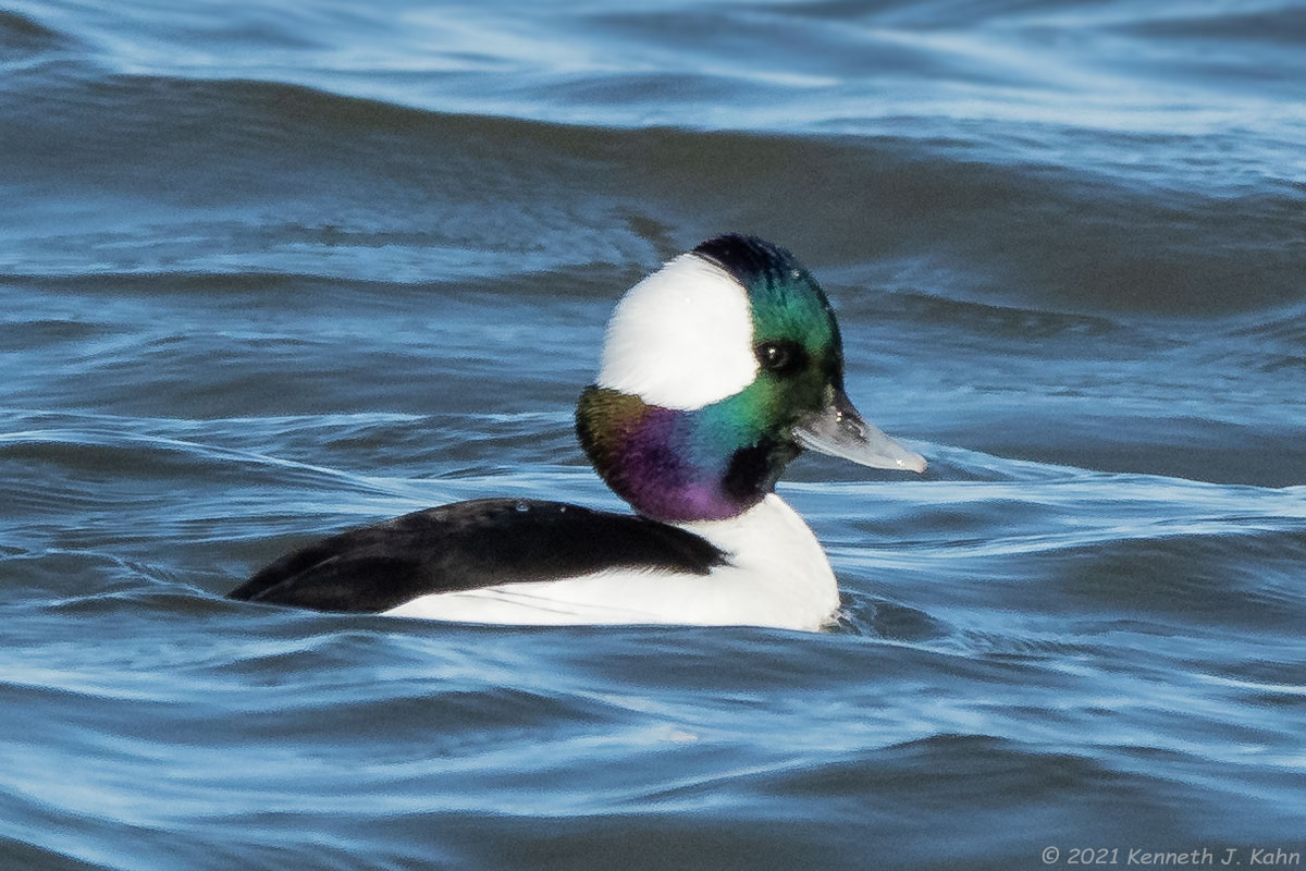 bufflehead-06.jpg