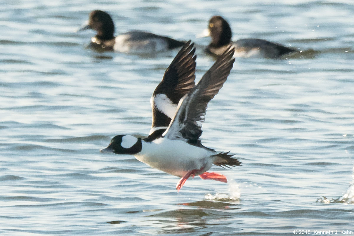 bufflehead-2.jpg