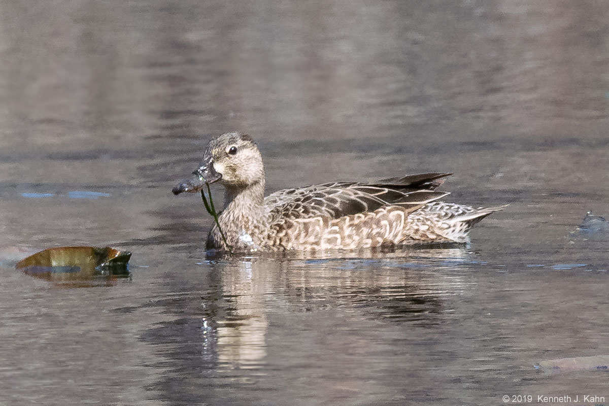bw_teal-2.jpg