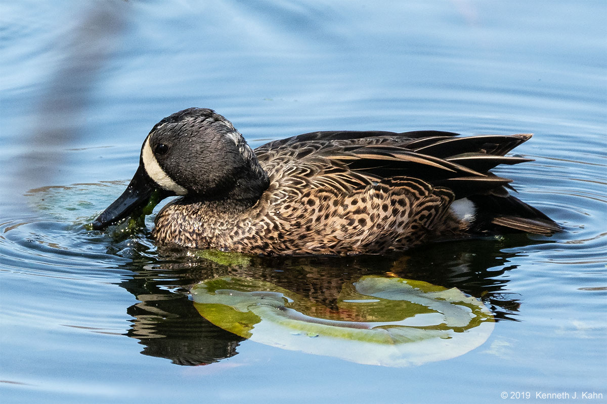 bw_teal-5.jpg