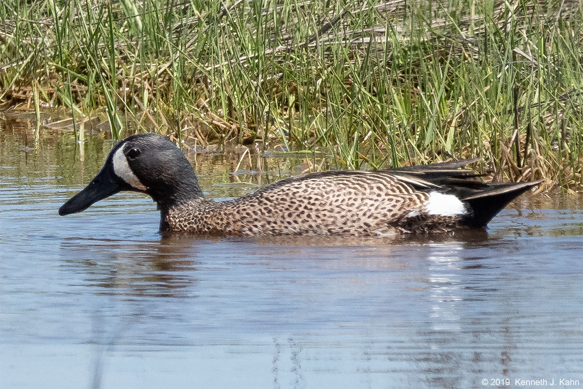 bw_teal-6.jpg