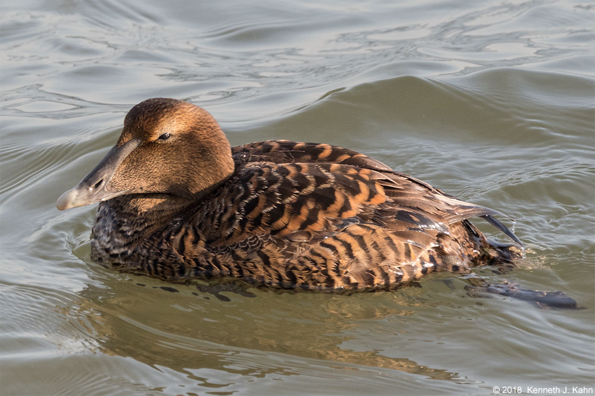 c_eider-5.jpg