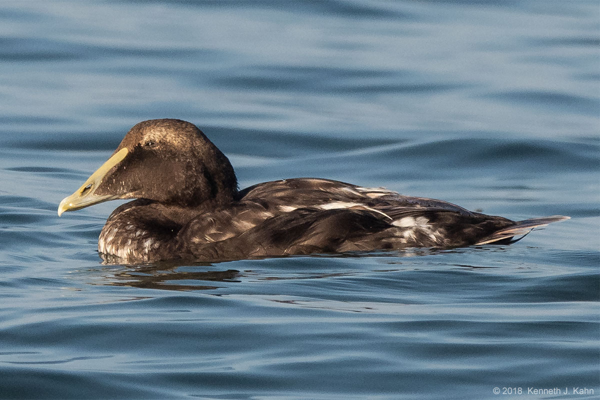 c_eider-7.jpg