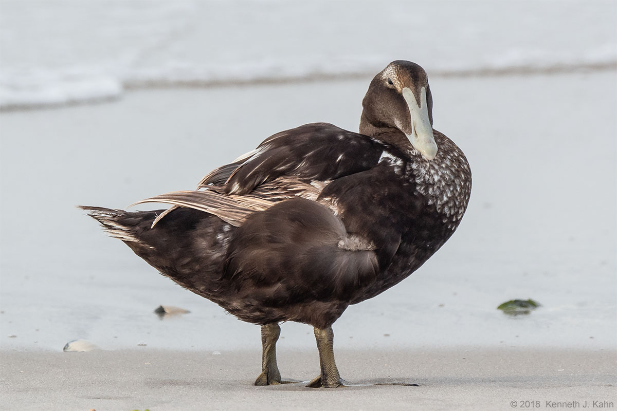 c_eider-8.jpg