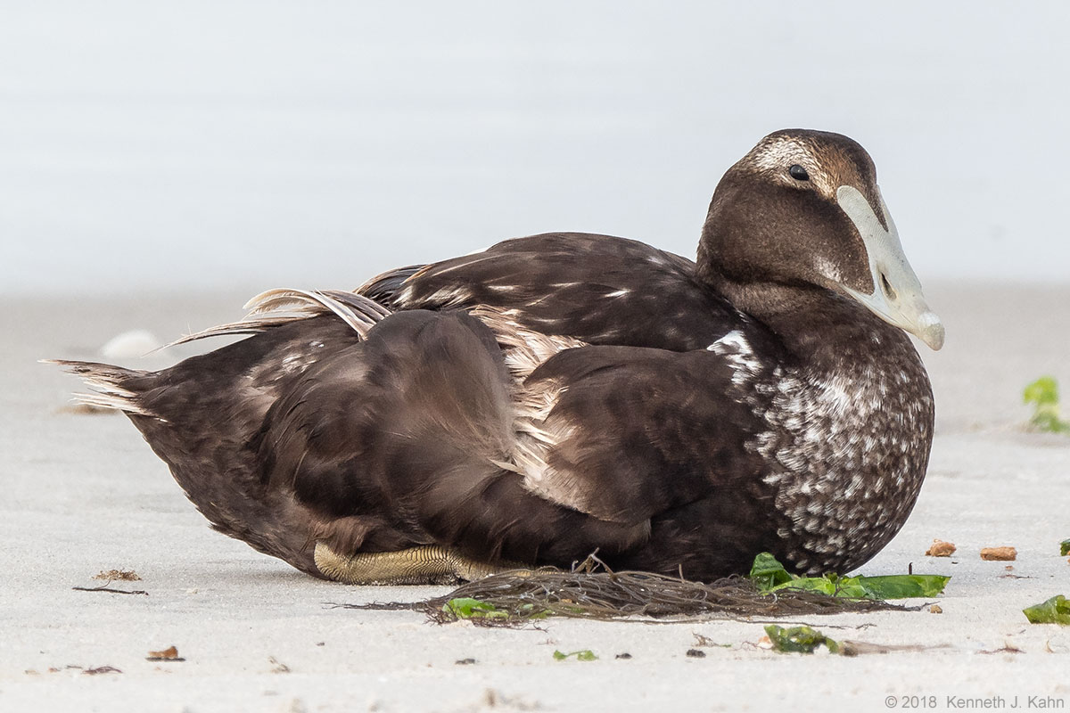 c_eider-9.jpg