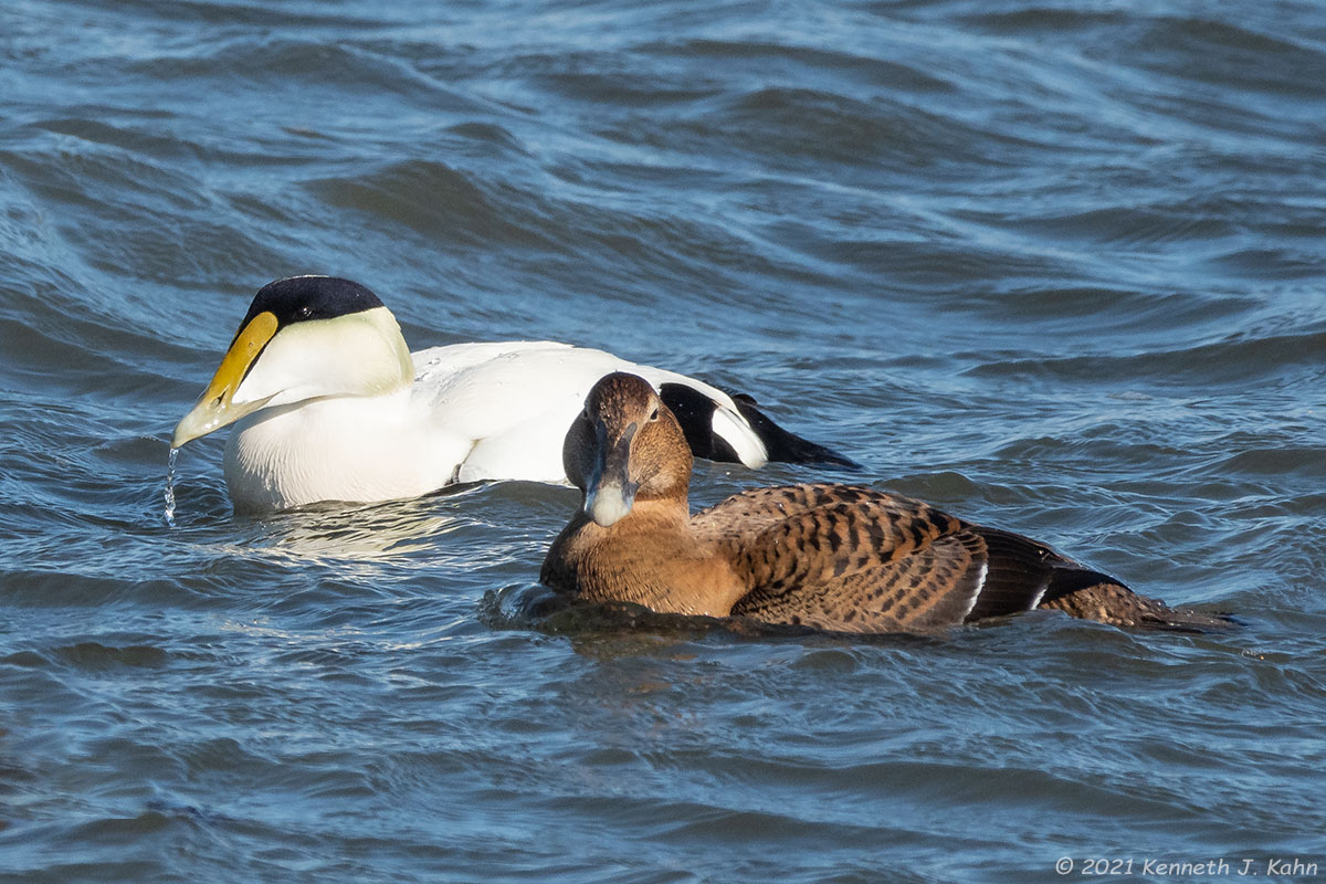c_eiders-5.jpg