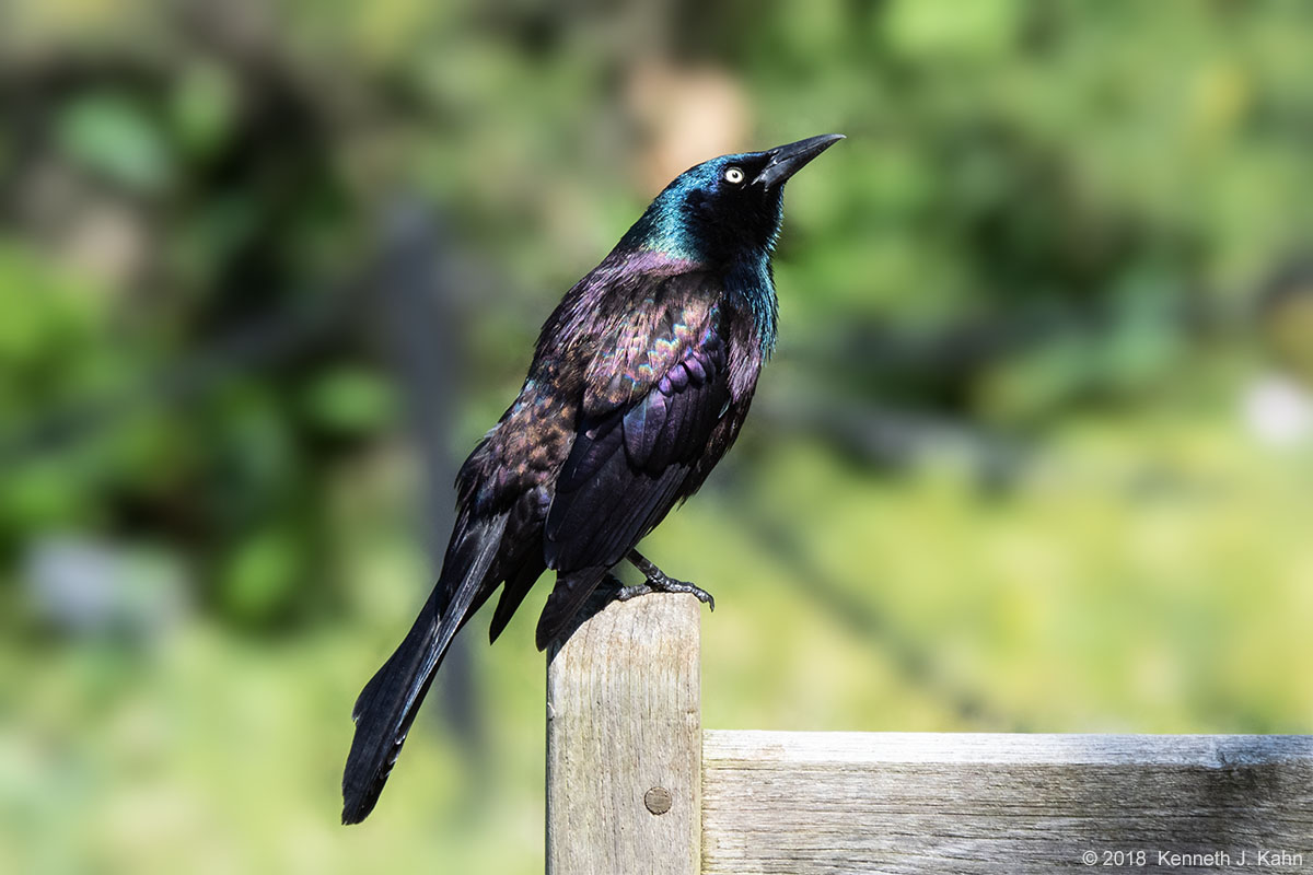 c_grackle-01b.jpg