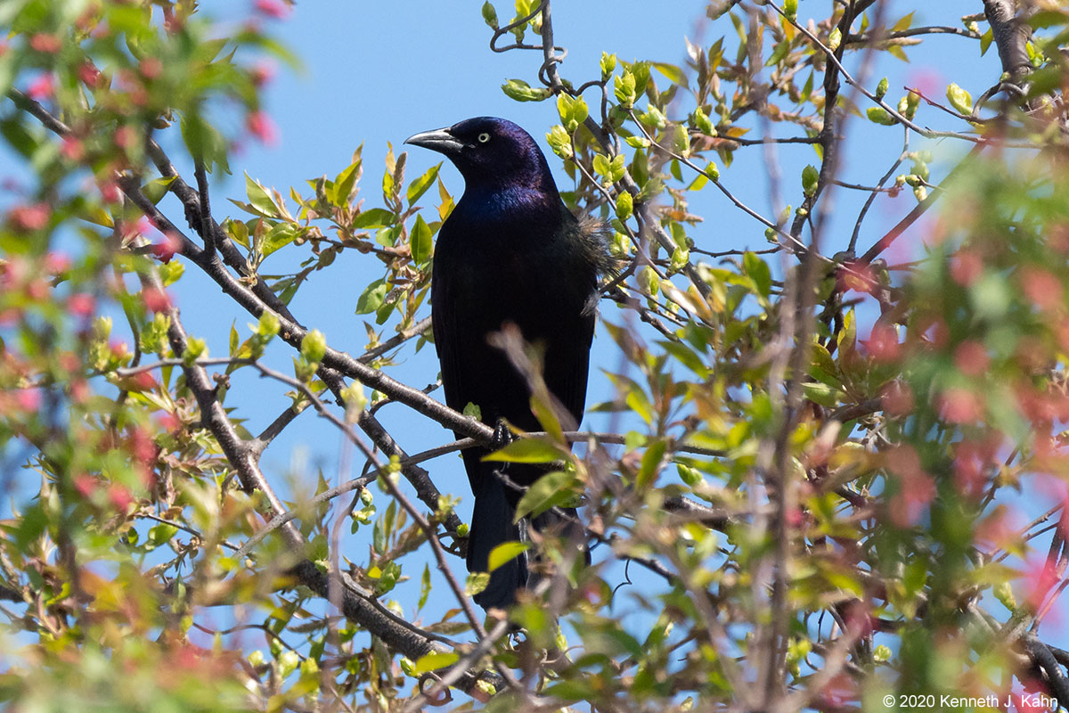 c_grackle-03.jpg
