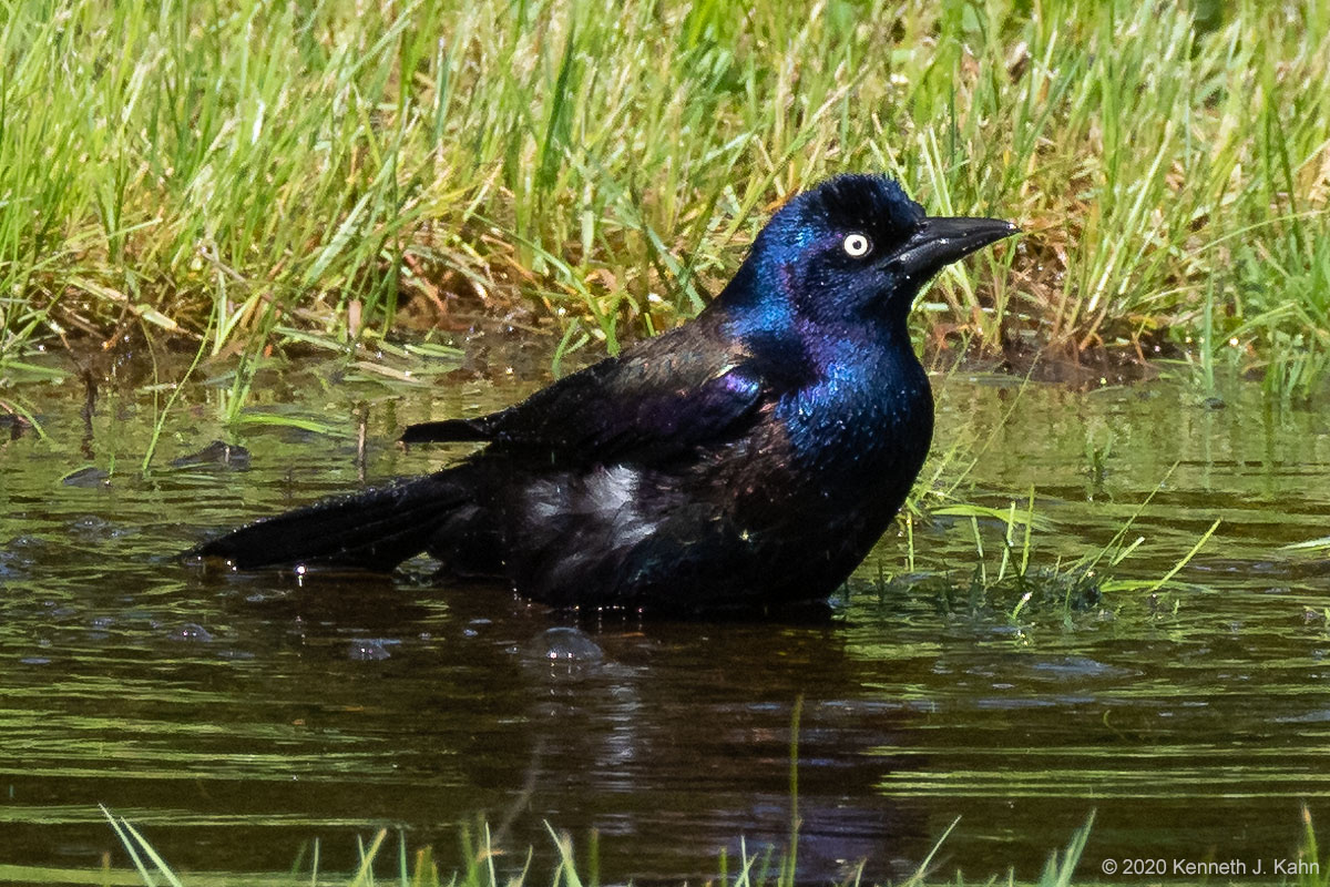 c_grackle-04.jpg