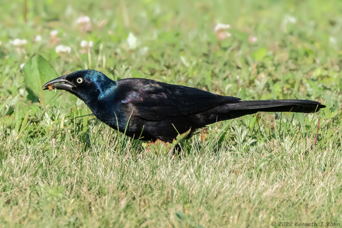 c_grackle-05.jpg