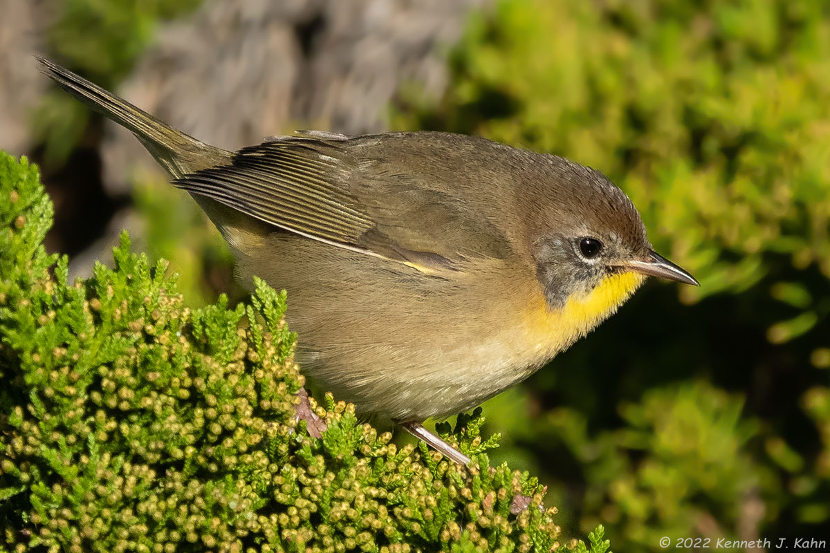 c_yellowthroat-17.jpg