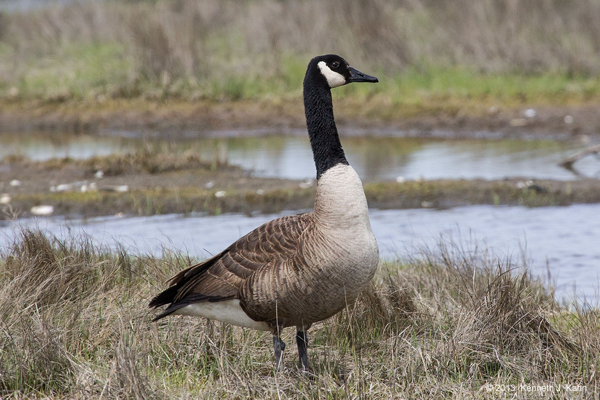 canada_goose-1.jpg