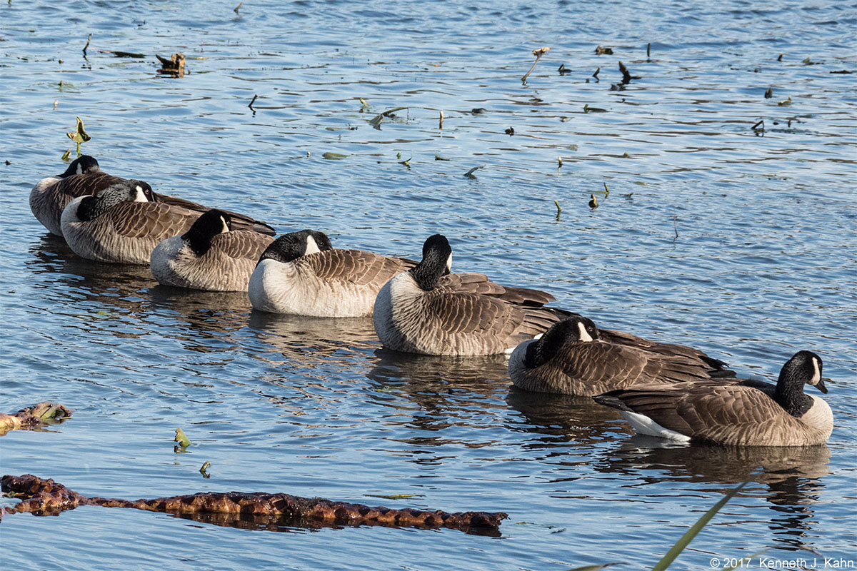 canada_goose-10.jpg