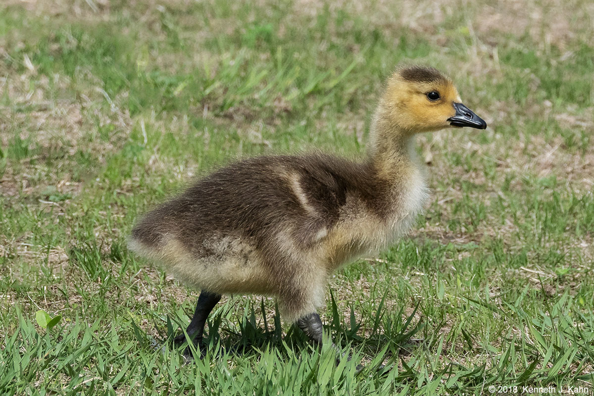 canada_goose-11.jpg