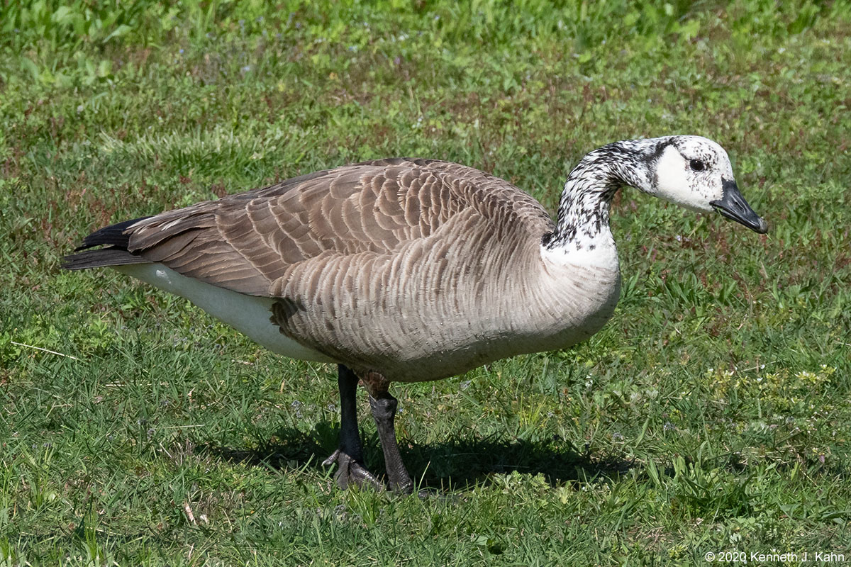 canada_goose-13.jpg