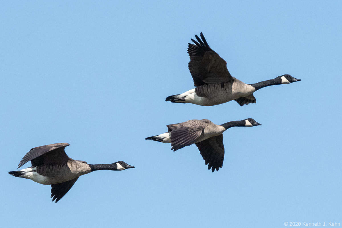 canada_goose-17.jpg