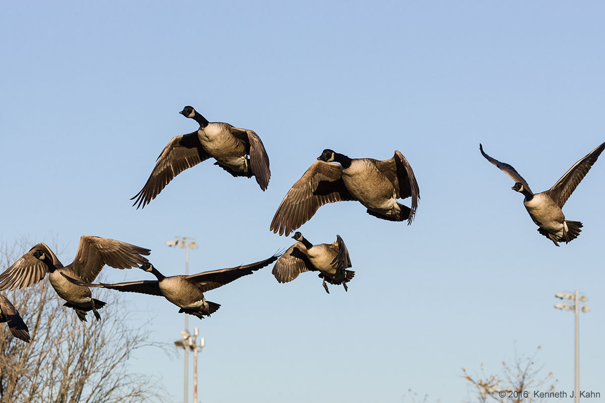 canada_goose-6.jpg