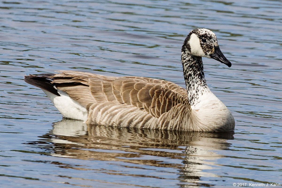 canada_goose-7.jpg