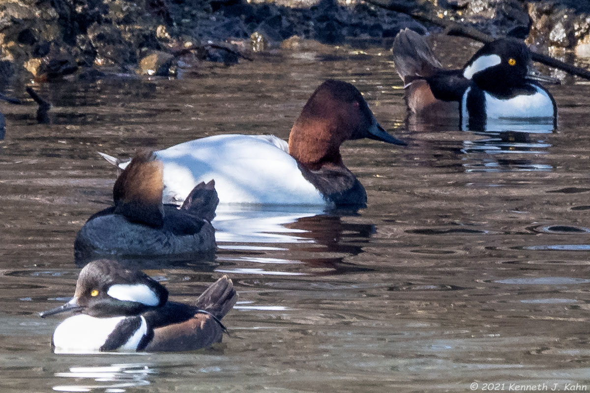 canvasback-01.jpg