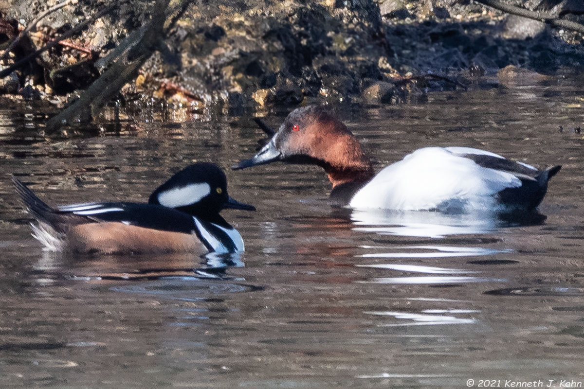 canvasback-02.jpg