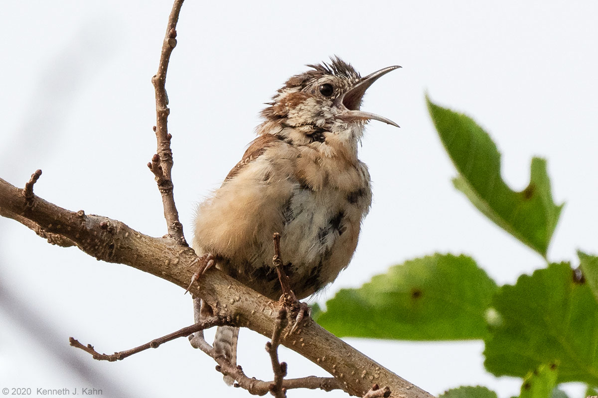 carolina_wren-06.jpg
