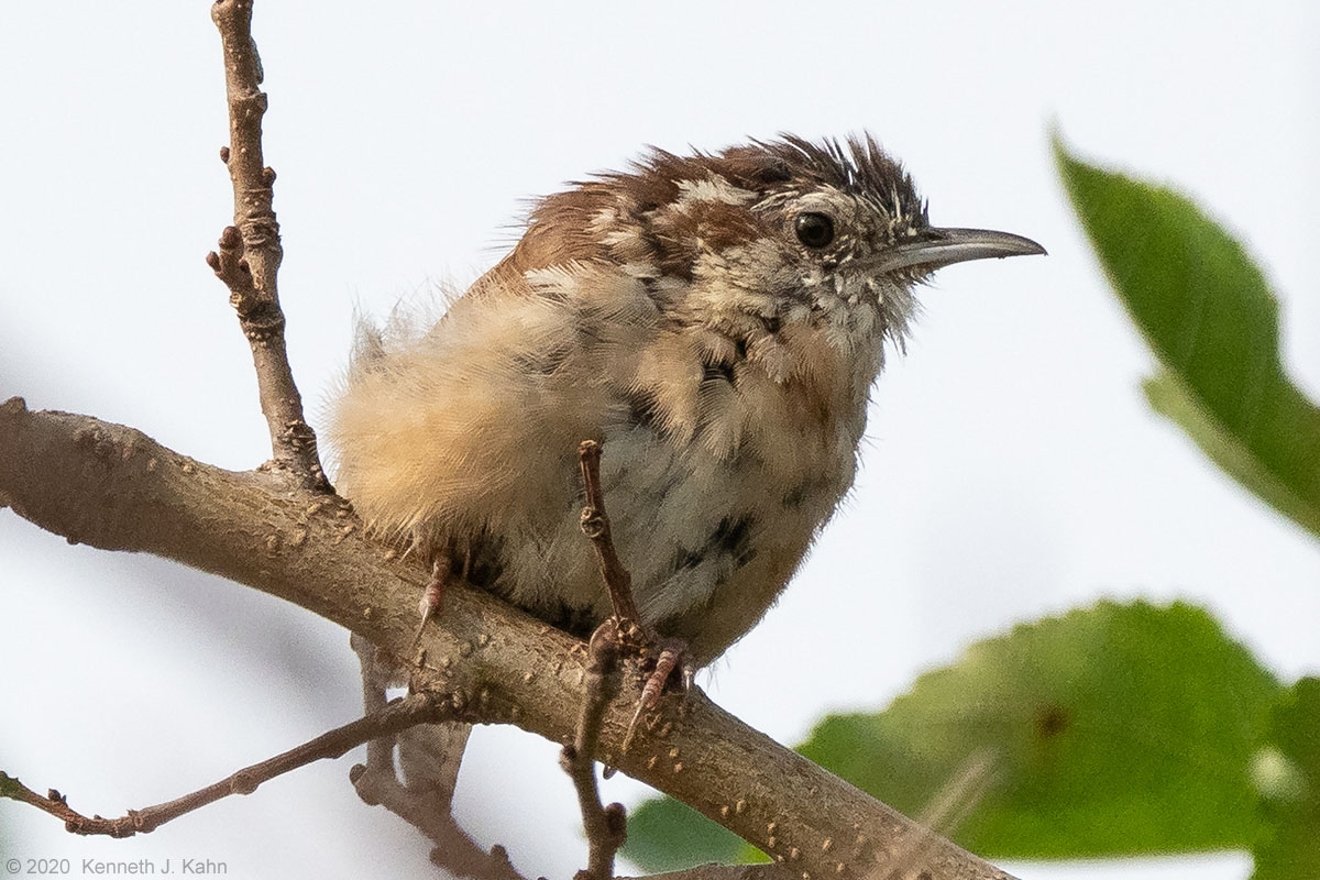 carolina_wren-07.jpg