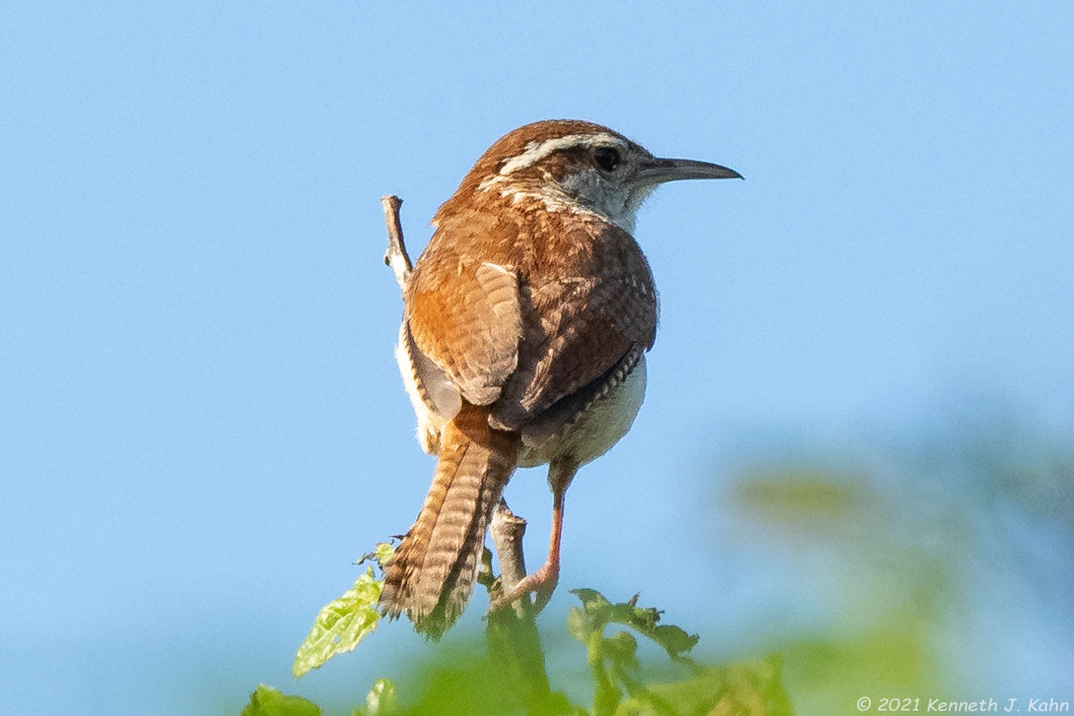 carolina_wren-09.jpg