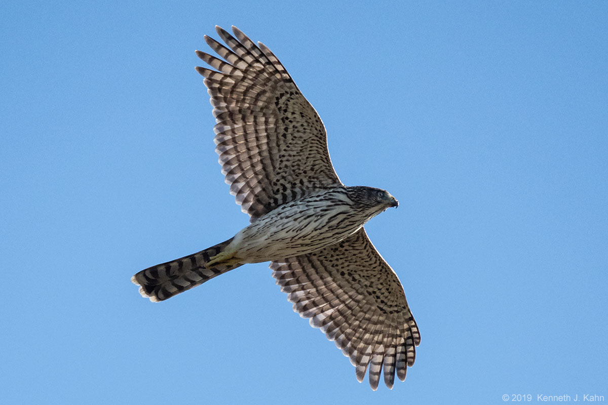 coopers_hawk-09.jpg