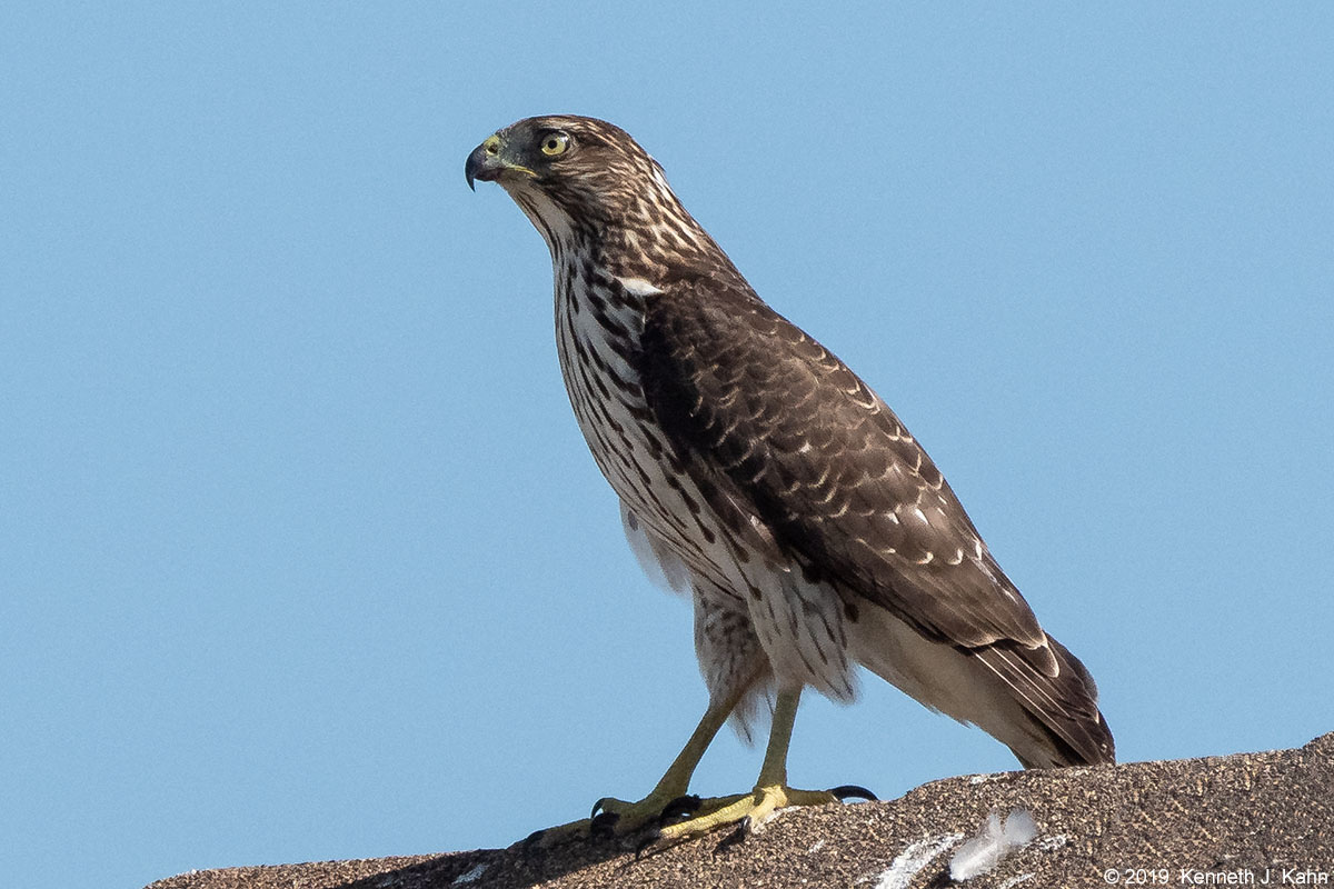 coopers_hawk-10.jpg