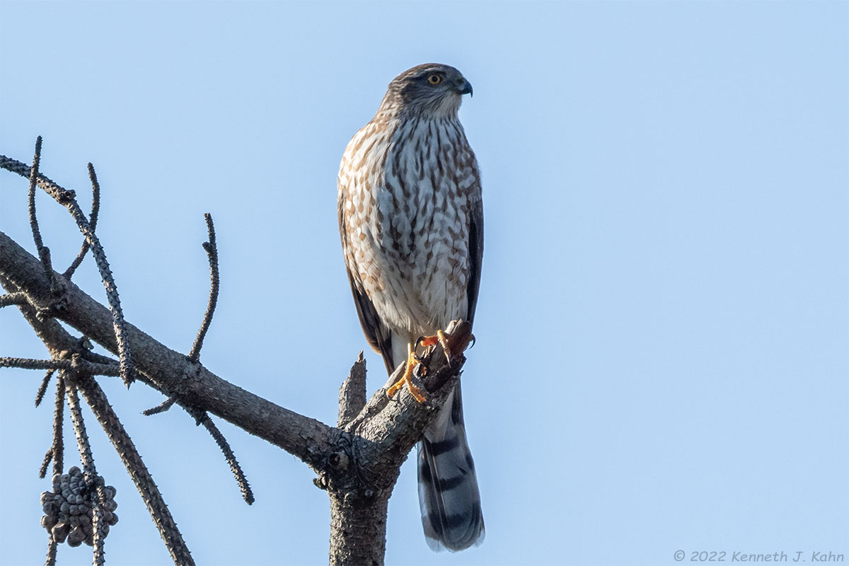 coopers_hawk-13.jpg