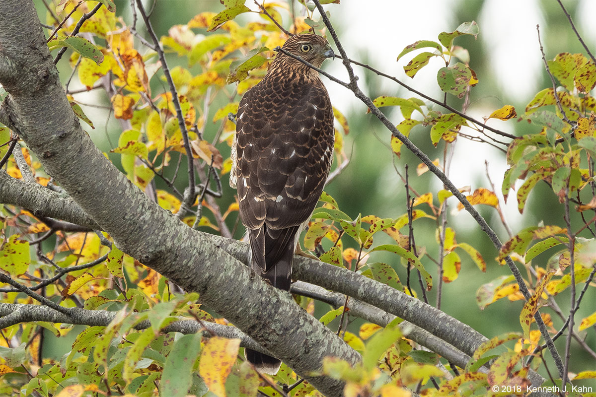 coopers_hawk-6.jpg