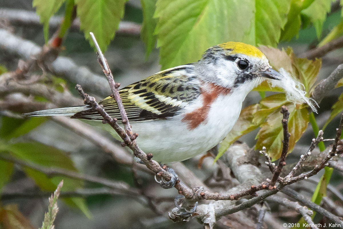cs_warbler-01.jpg