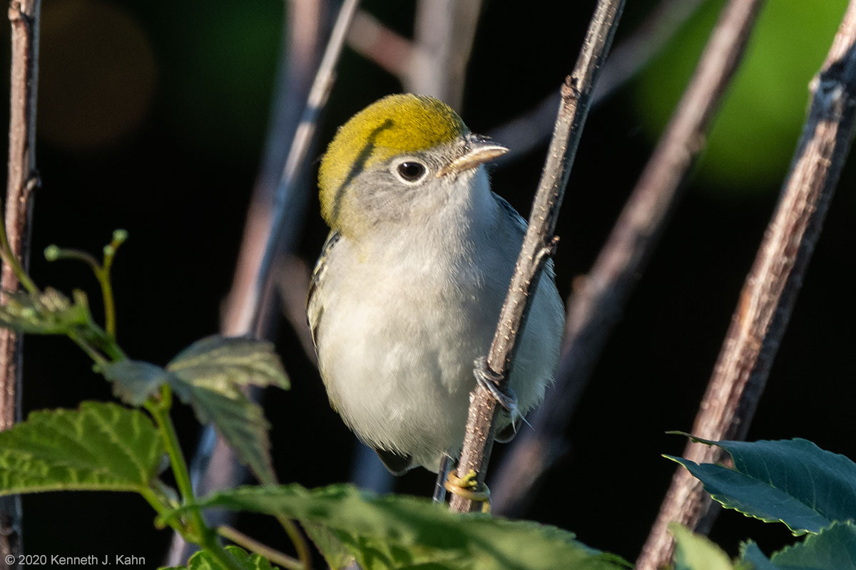 cs_warbler-02.jpg