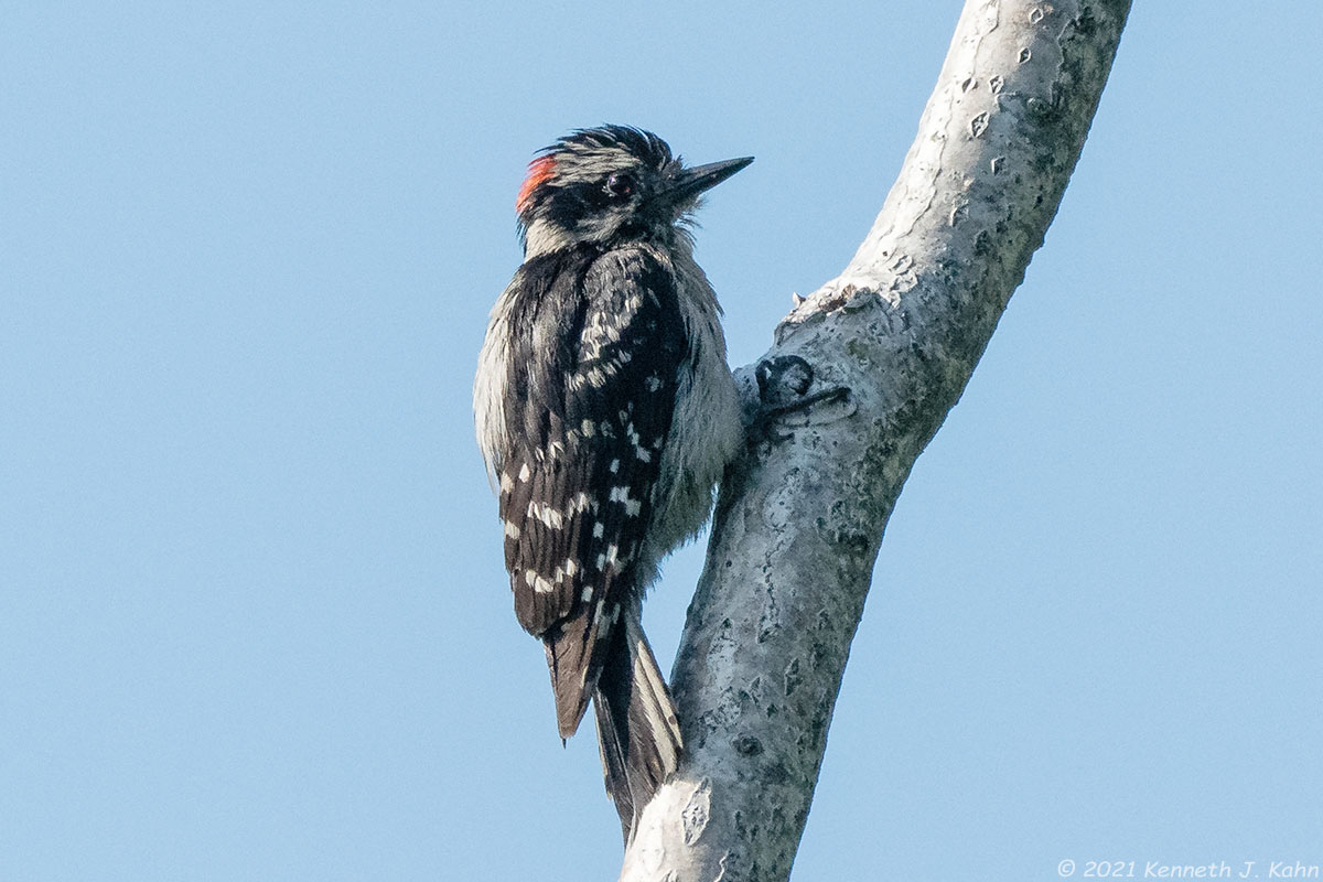 d_woodpecker-6.jpg