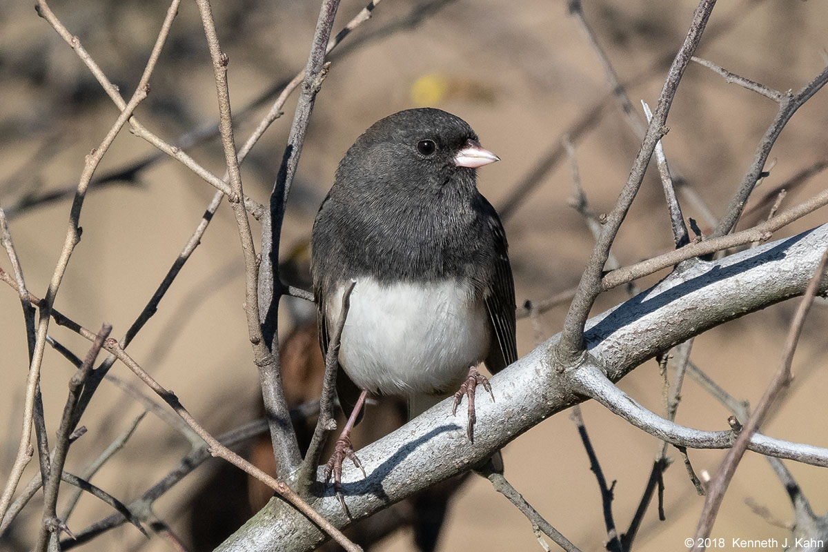 dark_eyed_junco-4.jpg