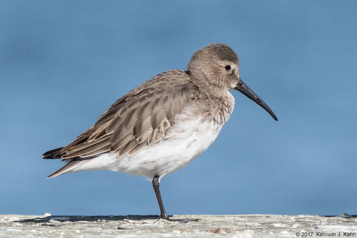 dunlin-2.jpg