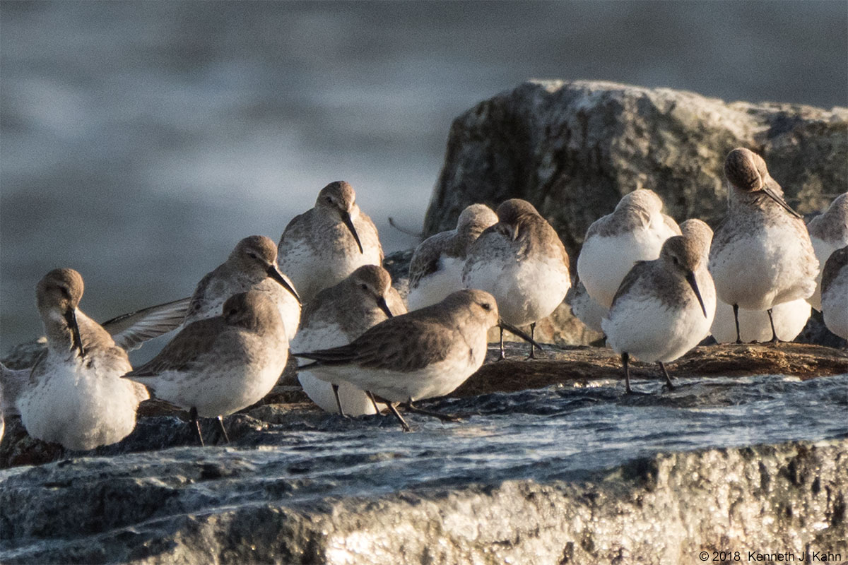 dunlins-4.jpg