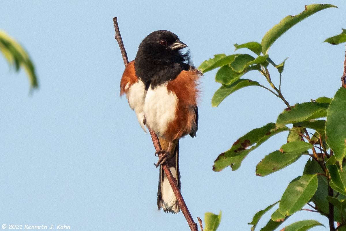 e_towhee-07.jpg