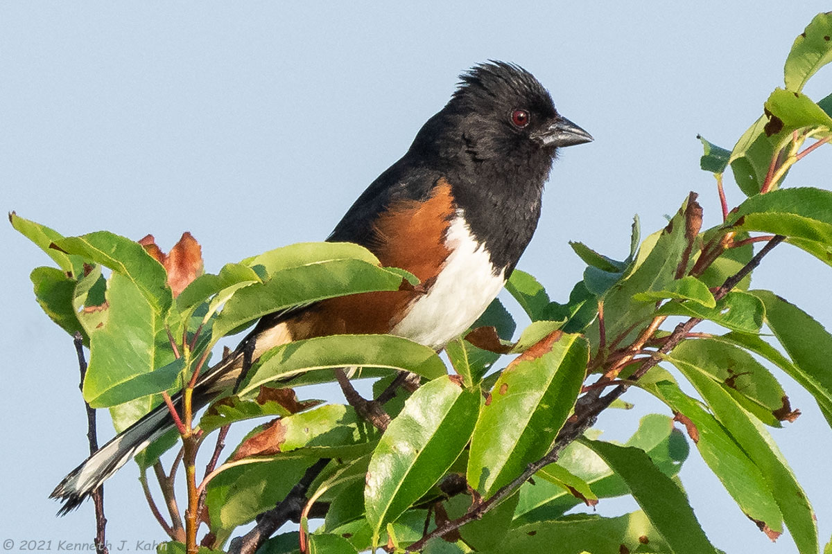 e_towhee-08.jpg